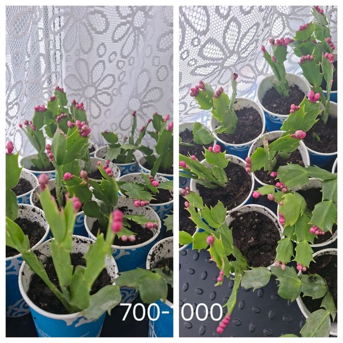 Продам цветы комнатные.