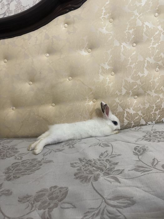 Кролик девочка домашний