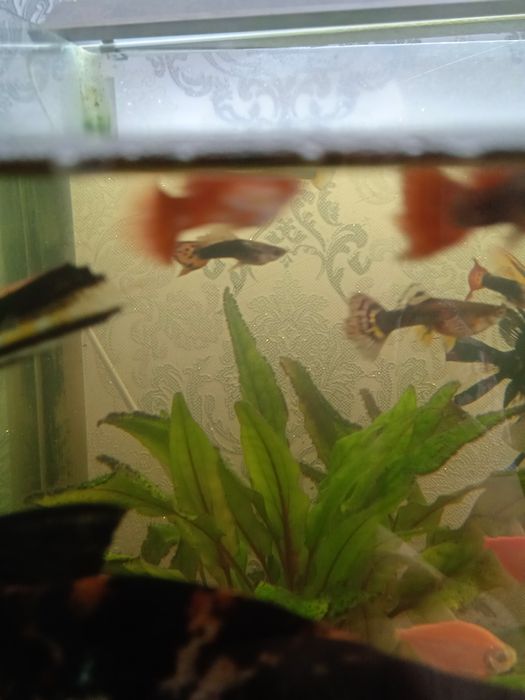 Аквариумные рыбки