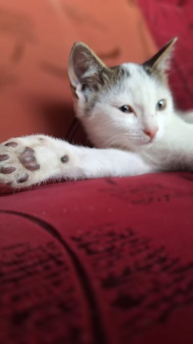 Отдадим в добрые руки котенка