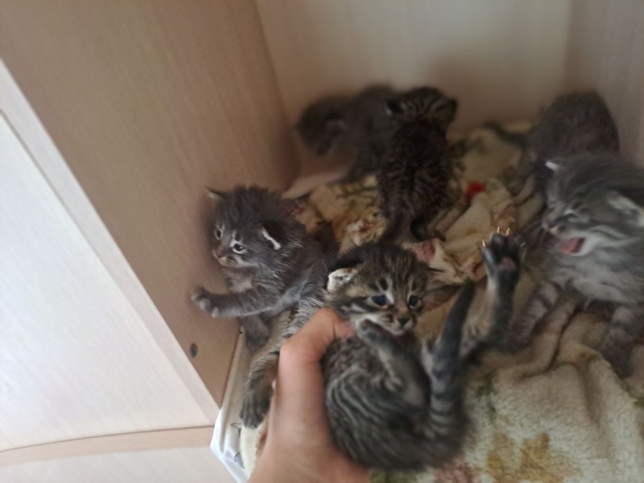 Котята маленькие