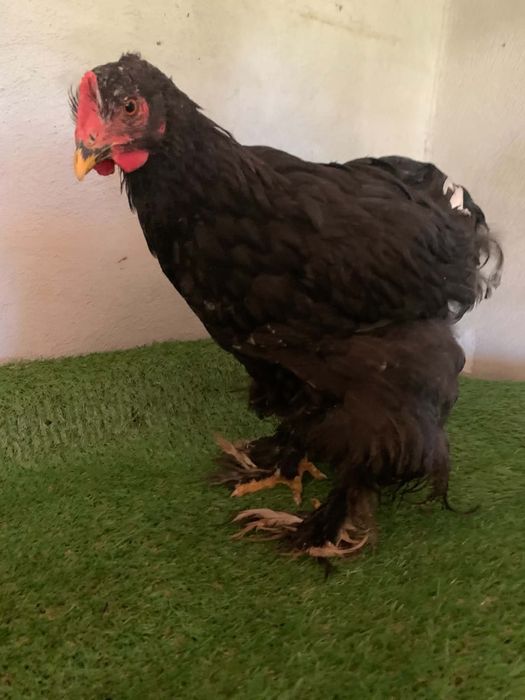 Cocosi Cochin Urias