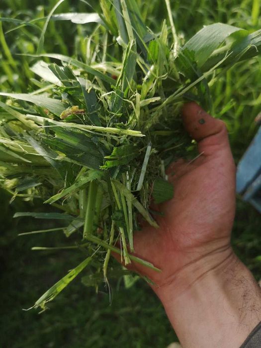 Hibrid de sorg cu iarba de sudan rezistent la seceta/soluri slabe