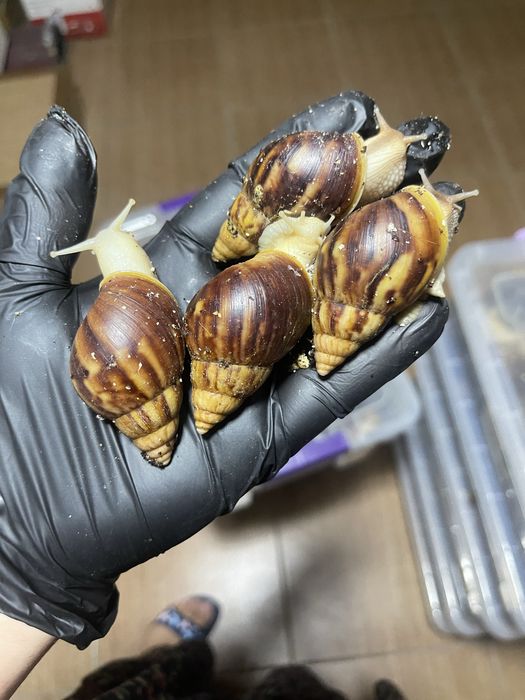 Ideal bogan Ulitkala sotuvda borr