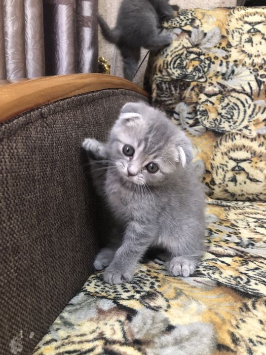 Котята в добрые руки.