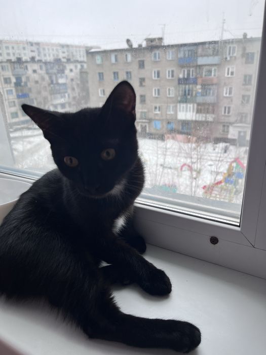 Отдам хорошие руки