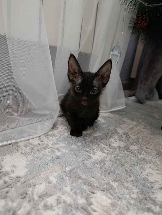 Отдам котёнка в добрые руки