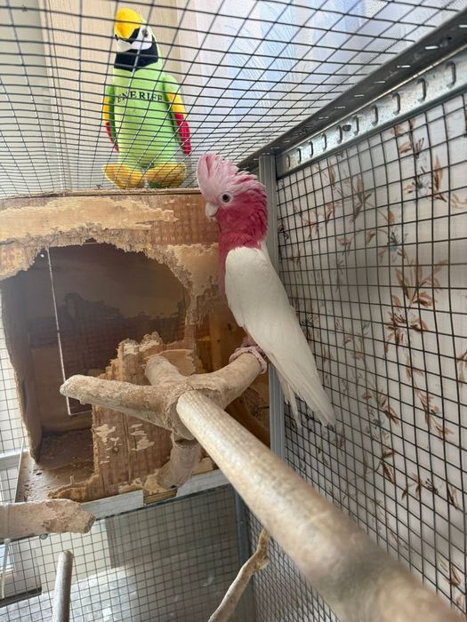 Vând papagal Roza KaKadu Lutino
