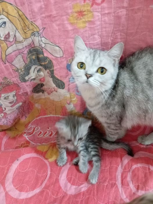 Shinshila mushuklar sotiladi