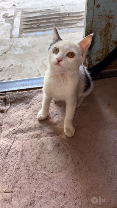 Котенок в добрые руки