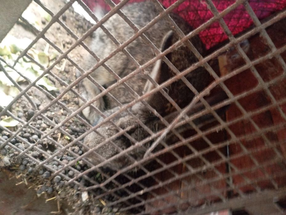 Продам Крола 7месяцев