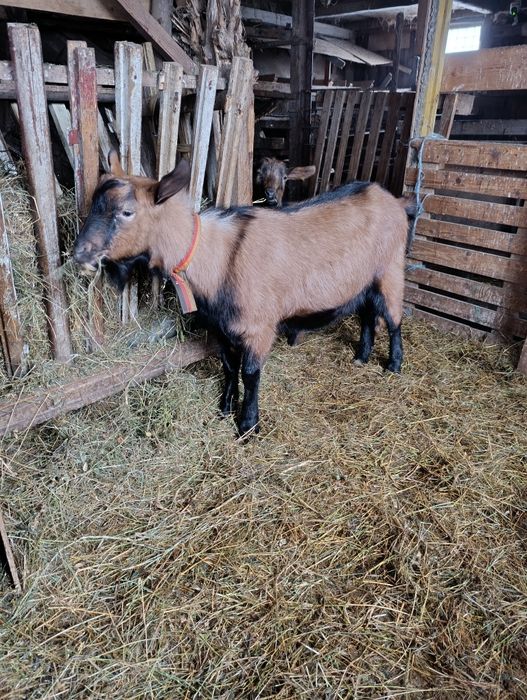 Vând iadă și țap alpin francez