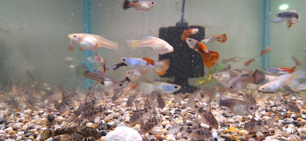 Pesti de acvariu. Scalari Bucuresti Sectorul 3 • OLX.ro