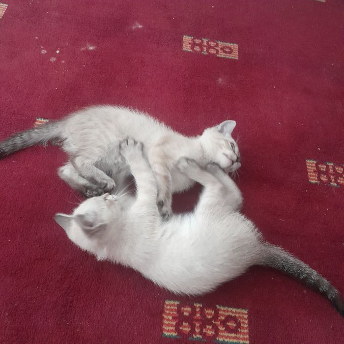 Котята бесплатно