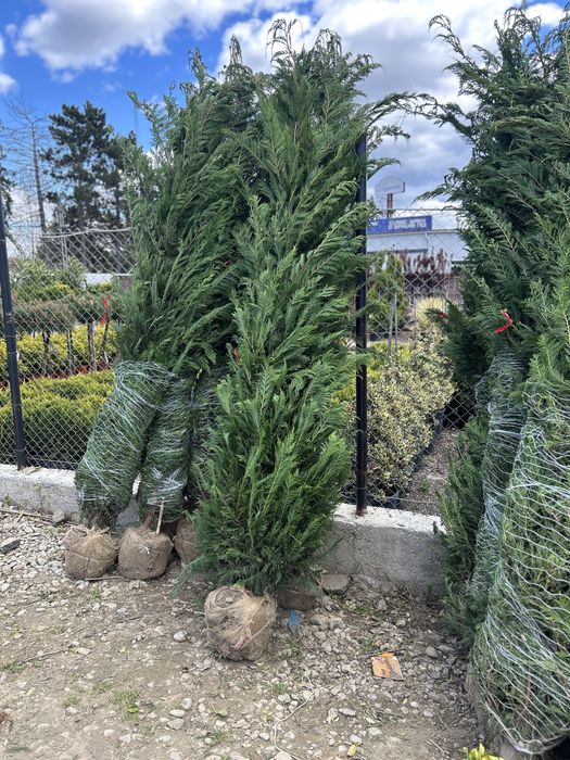 Leylandii de vânzare – ideal pentru gard viu.