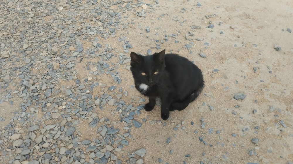 Мысықтың марғаулары