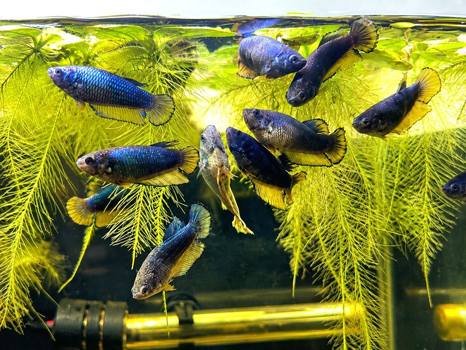 Betta Halfmoon Mustard Gas