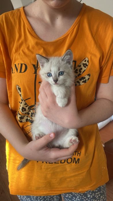 Отдам котят бесплатно