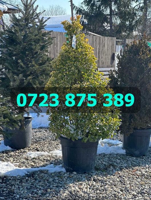 Selecție de Arbori Sănătoși – Coroană Bogată și Verde Intens