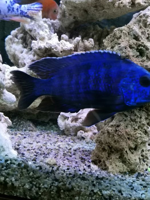 Продавам цихлиди