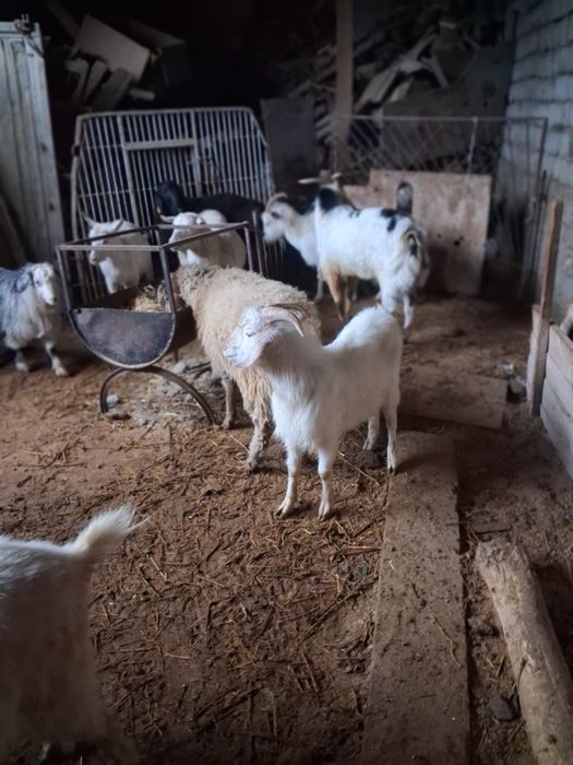 Текелер сатылады