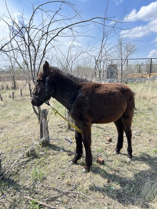 Сатамын- Жабағы!