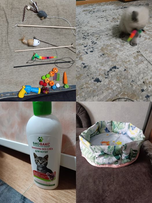 Котенок 2мес, шотландский вислоухий!