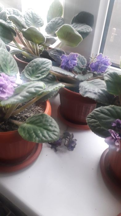 Цветы комнатные  красивые