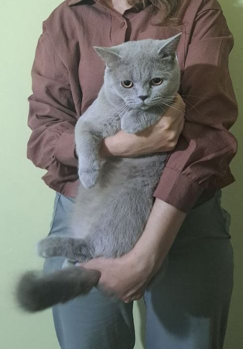 Кот для вязки шатландской пароды, лиловый  ,киргили пеликаны