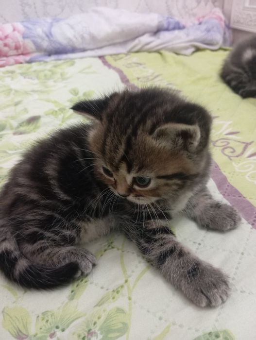 Продаются шотландские котята