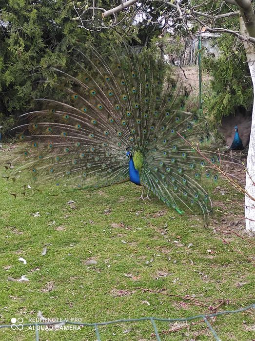 Продавам индийски пауни