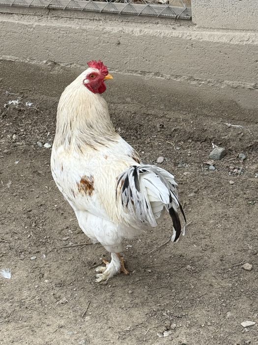 Қораз Сатылады Дыңдай