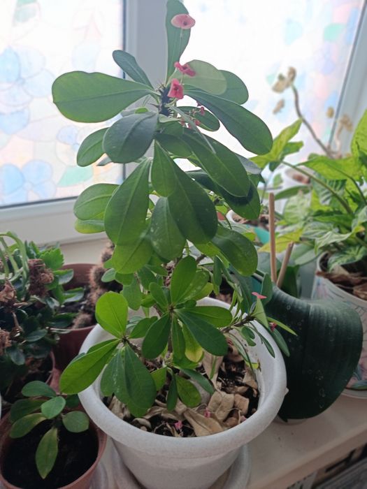 Продам комнатные растения по 8000