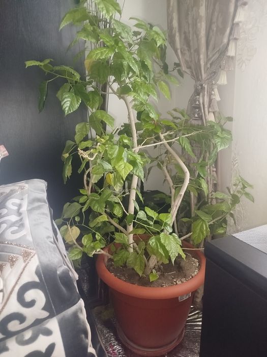 Продам китайскую розу