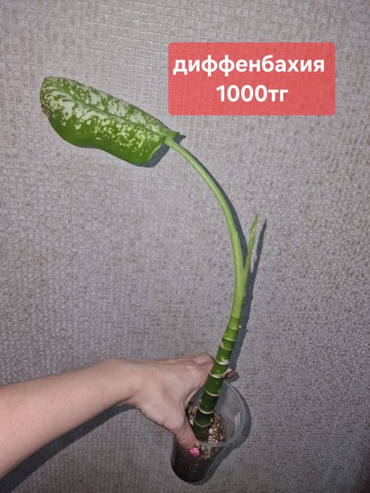 Продам комнатные растения