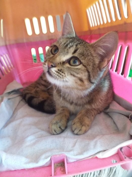Котёнок в добрые руки