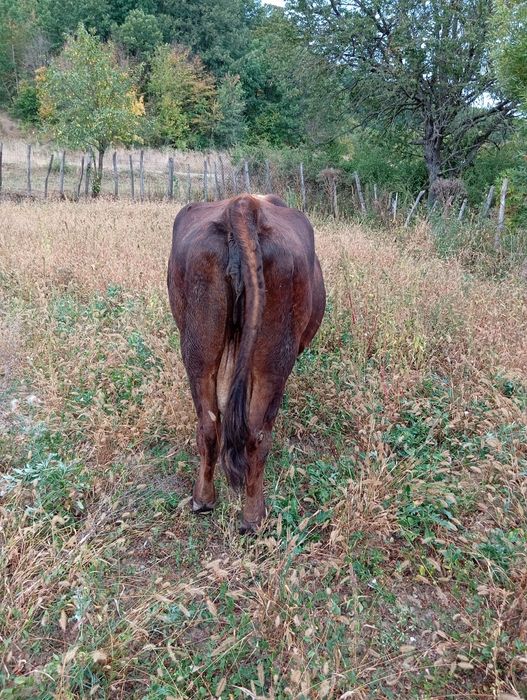 Vaca  cu  vițel.