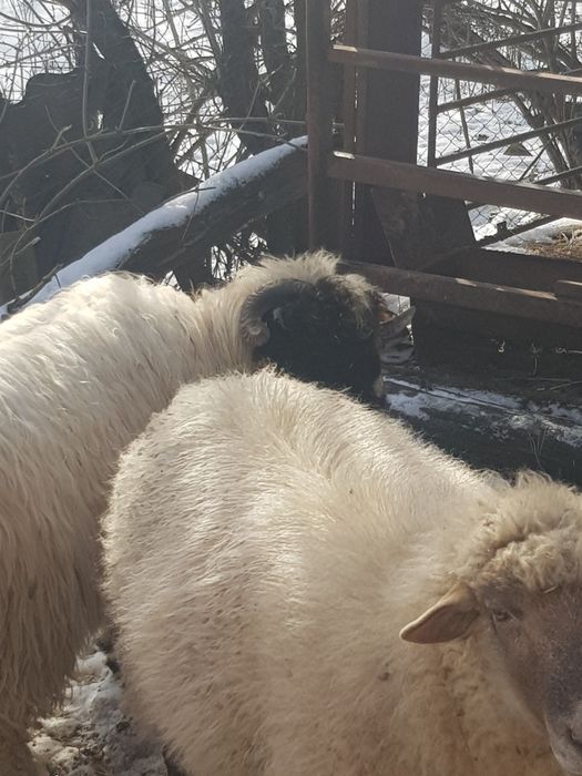 Se vând 2 berbeci și o oaie !