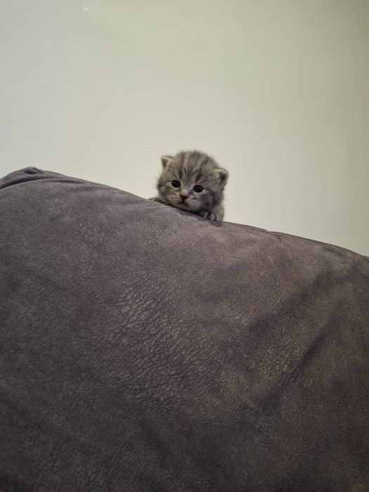 Продам вислоухих шотландских котят