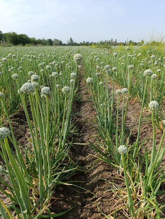 Продам семена лука Пандора 2025 год