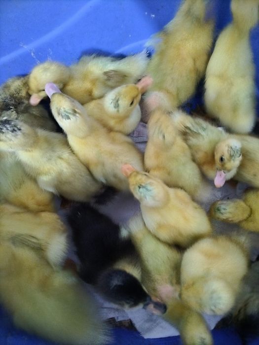 De vânzare boboci de rațe românești