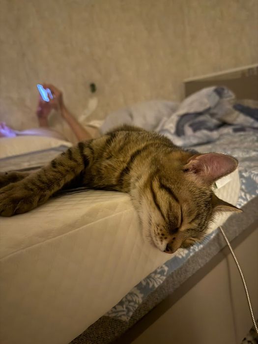 Отдам кошку в добрые руки
