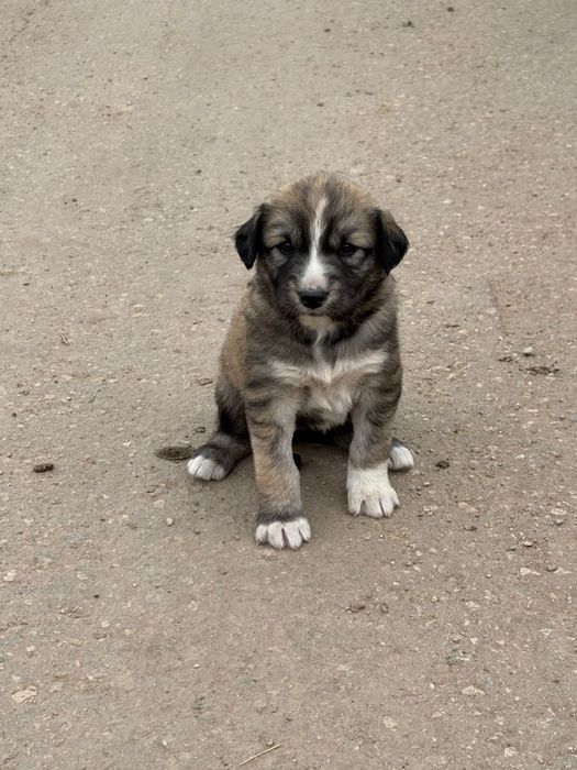 Щенки в добрые руки, мальчики
