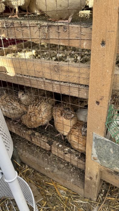 Перепелки Феникс