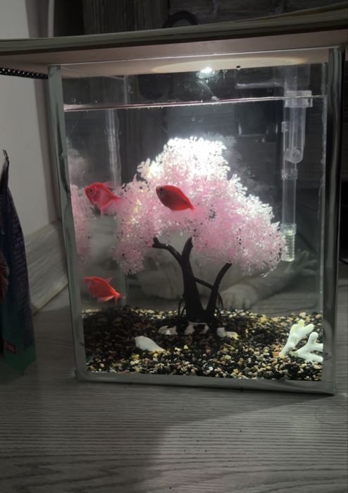 Аквариум + декор + 3 шт риба + фильтр+ корм