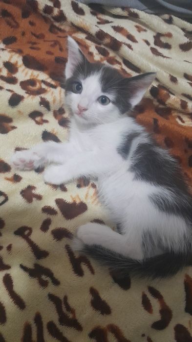 Котята в добрые руки анатолийская