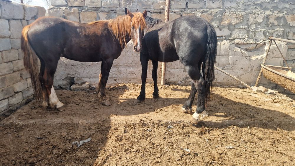 Продам лошадей с откорма 2 гол.