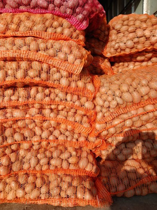 Cartofi de sămânță