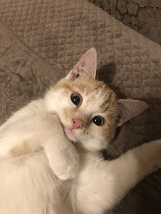 Отдам кота в добрые руки с отслеживанием судьбы