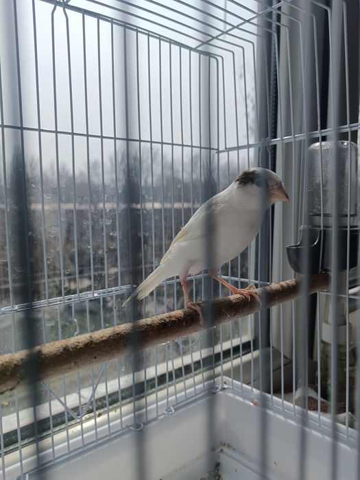 Kanareyka maladoy Nar